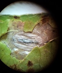 Corythoxestis zorionella