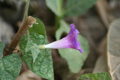 Ipomoea purpurea