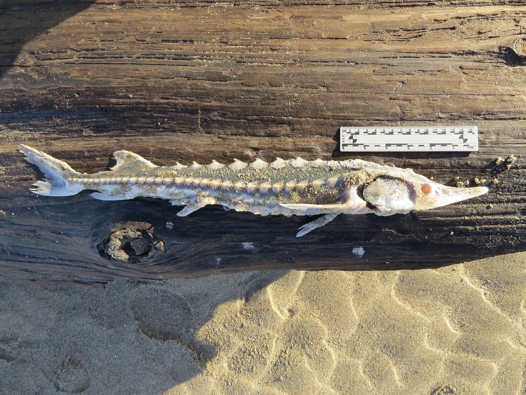 Green Sturgeon