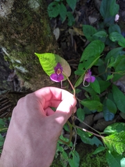 Impatiens andersonii
