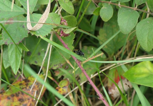 Mexican Lookdown (Selene brevoortii)