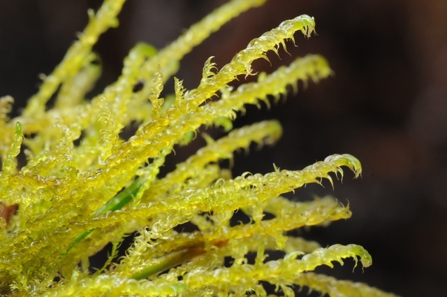 Drepanocladus