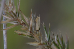 Atalopsis