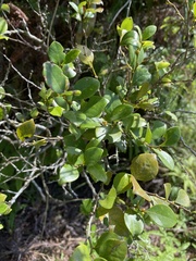 Lindera akoensis