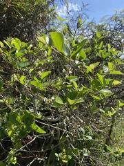 Lindera akoensis
