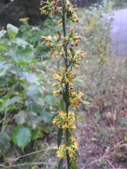 Solidago hispida hispida