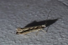 Erechthias fulguritella