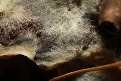 Leucogyrophana mollusca