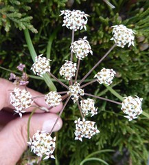 Acronema johrianum