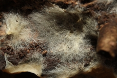 Leucogyrophana mollusca
