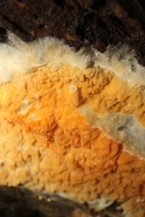 Leucogyrophana mollusca