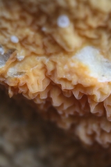 Leucogyrophana mollusca