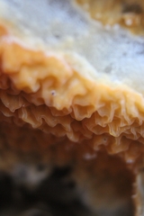 Leucogyrophana mollusca