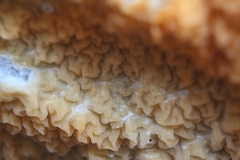 Leucogyrophana mollusca