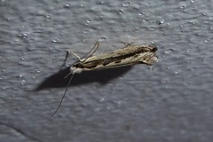 Erechthias fulguritella