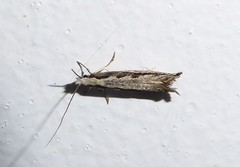 Erechthias fulguritella