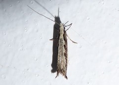 Erechthias fulguritella