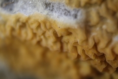 Leucogyrophana mollusca