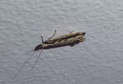 Erechthias fulguritella