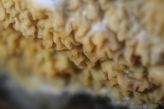 Leucogyrophana mollusca