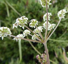 Acronema johrianum