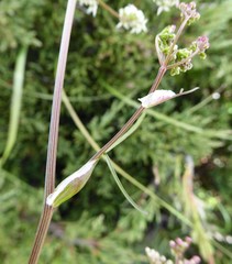 Acronema johrianum