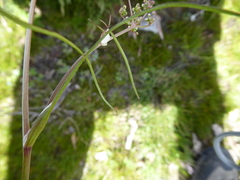 Acronema johrianum