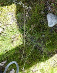 Acronema johrianum