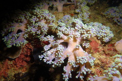 Conglomeratusclera coerulea