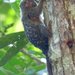 Cebuella pygmaea - Photo (c) andyfrank, osa oikeuksista pidätetään (CC BY-NC)