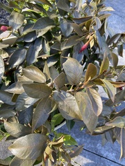 Magnoliopsida
