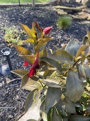 Magnoliopsida