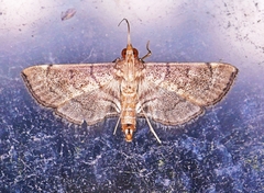 Salbia