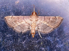 Salbia