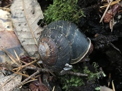 Monadenia subcarinata