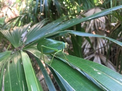Ozphyllum naskreckii