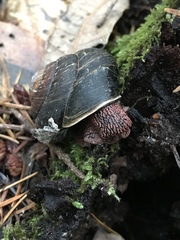 Monadenia subcarinata