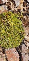Gentianella decumbens