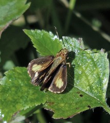 Pheraeus odilia