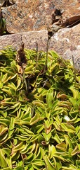 Gentianella decumbens