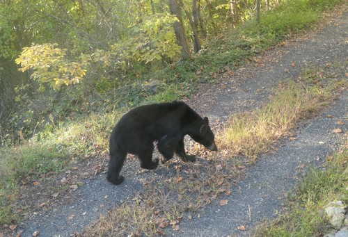American Black Bear photographed in Virginia