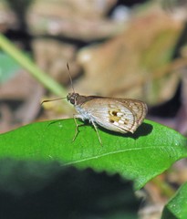 Pheraeus odilia odilia