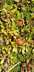 Coprosma perpusilla