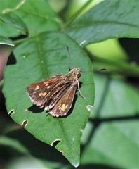 Vinius pulcherrimus