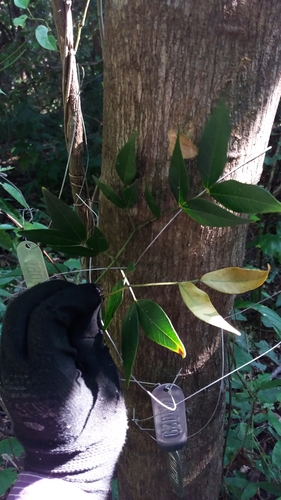 Pithecellobium bipinnatum