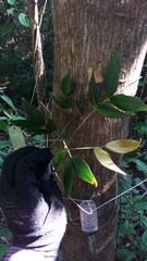 Pithecellobium bipinnatum