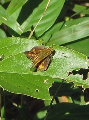Vinius pulcherrimus