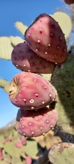 Opuntia joconostle