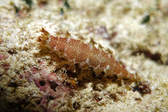 Marionia elongoreticulata