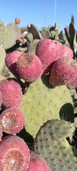 Opuntia joconostle